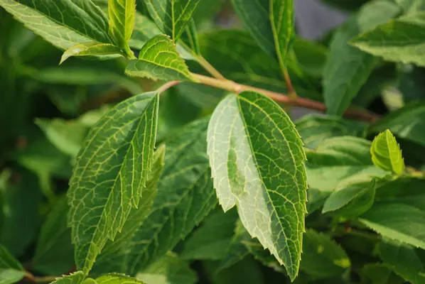 Өсімдік питомнигі - толтырғыш суреті