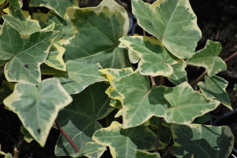 Өсімдік питомнигі 01